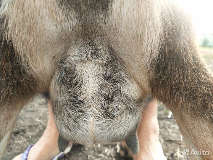 Камерунские карликовые козы