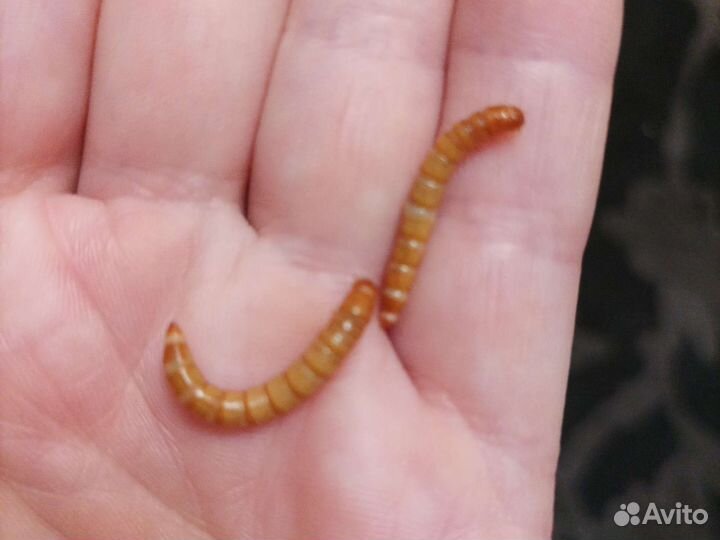 Зофобас, мучной червь