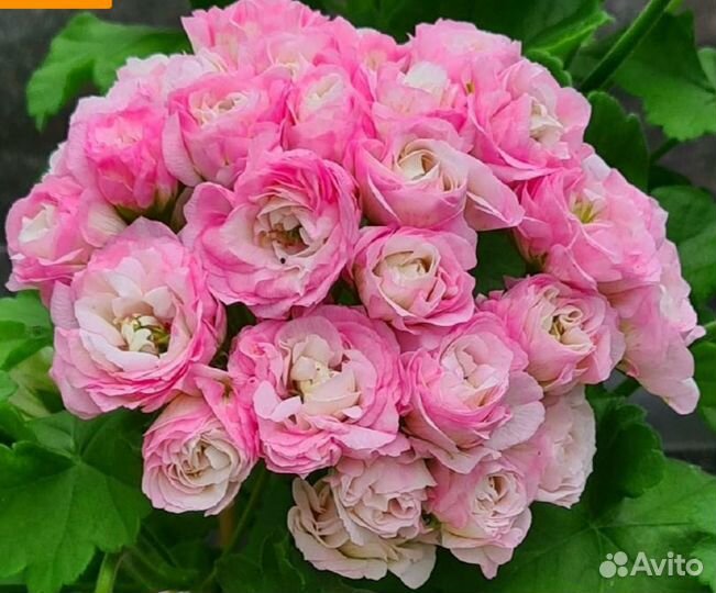 Черенки сортовой пеларгонии