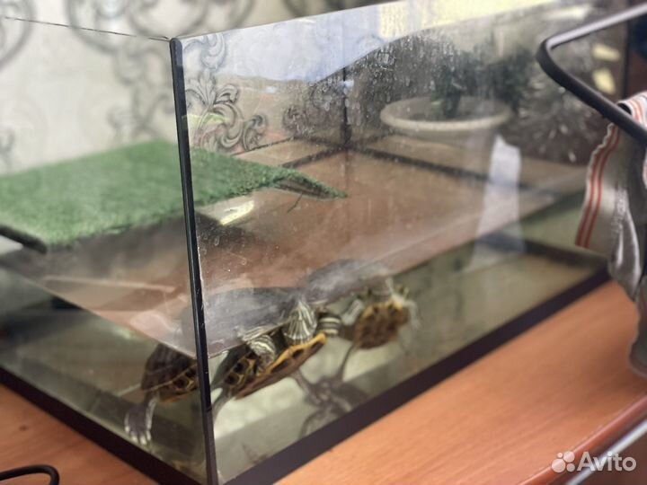 Черепашки красноухие