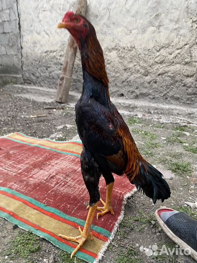 Бойцовые петух