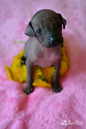 Щенки мексиканской голой мини