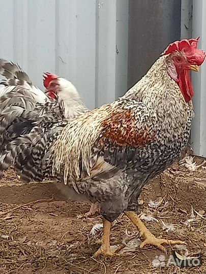 Семья Маран, Легбар, Лакеданзи, барневельдер