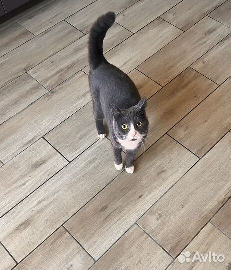 Кошка в добрые руки даром