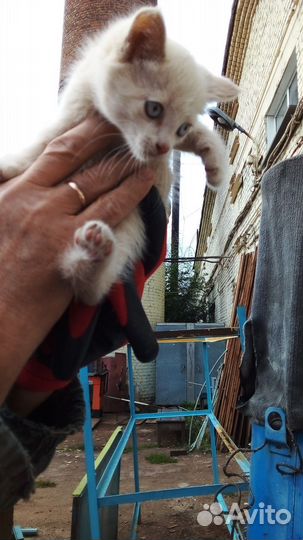 Котята в добрые руки бесплатно