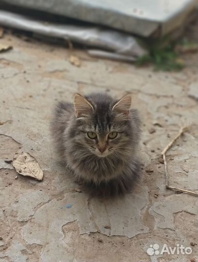 Котенок