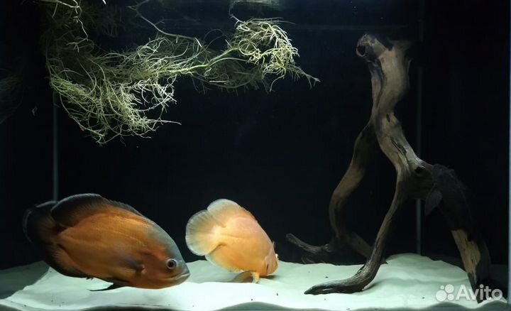 Коряги ветки для аквариума