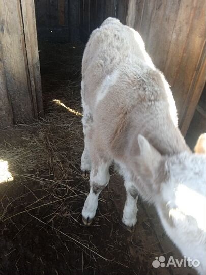 Продажа бычка