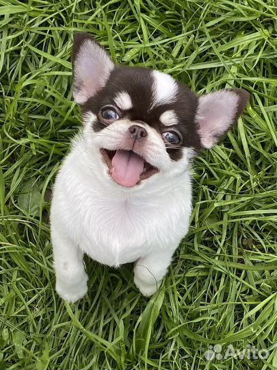 Маленькие брилиантики - девочки сихуахуа