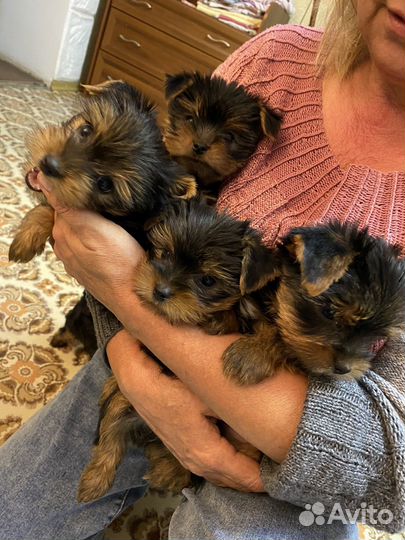 Йоркширский терьер щенки