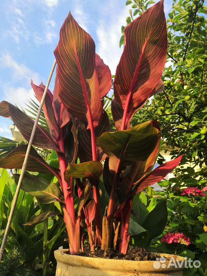 Канна Тропикана