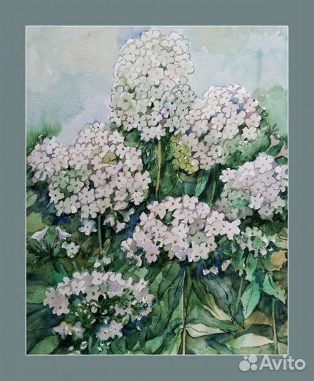 Рисунок акварелью Гортензия