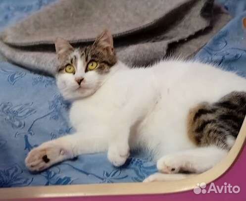 Котенок без хвостика