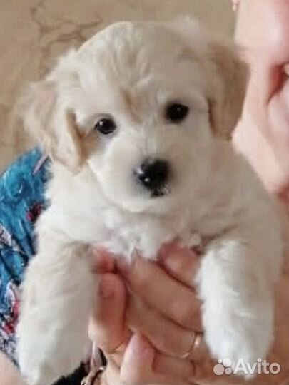 Щенки мальтипу