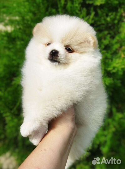 Щенки шпица