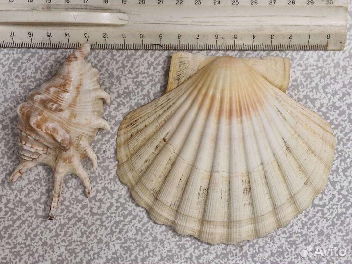 Морские ракушки раковины