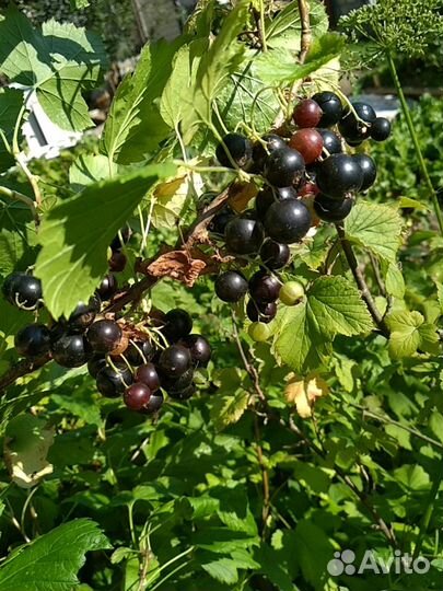 Кусты черный смородины