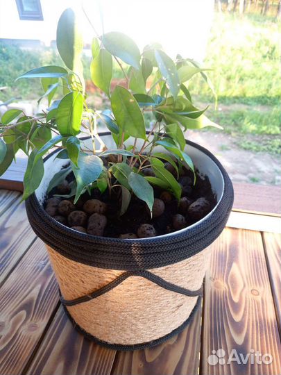 Фикус в кашпо