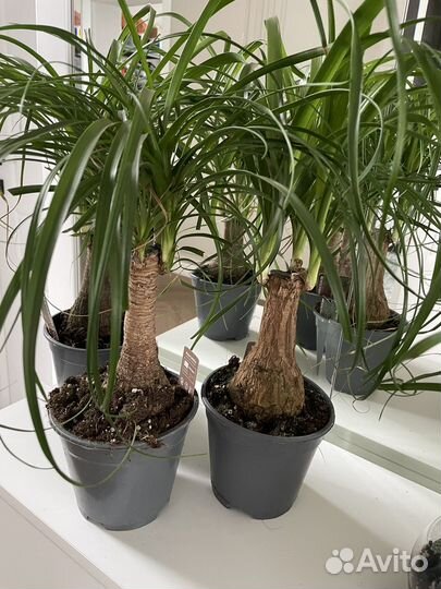 Нолина (Бокарнея) слоновья нога 45 см
