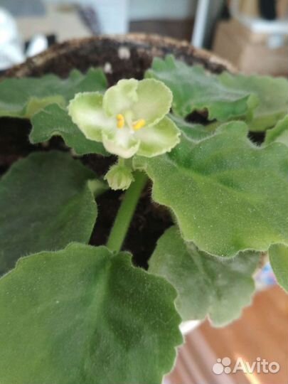 Фиалки взрослые растения