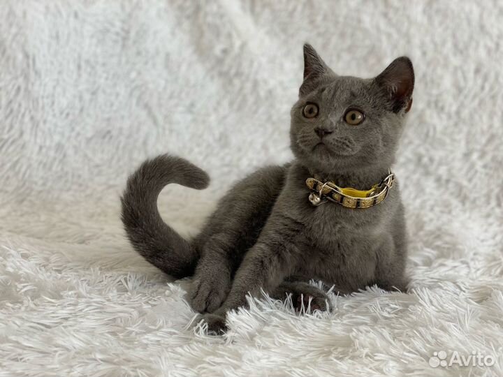 Плюшевый шотландский котик
