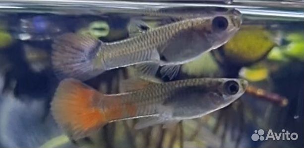 Гуппи 10шт