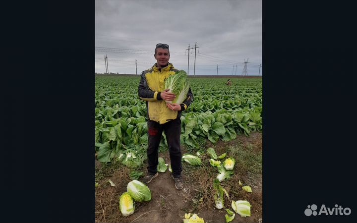 Агроном онлайн, агросопровождение