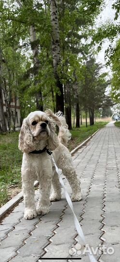 Кокер спаниель