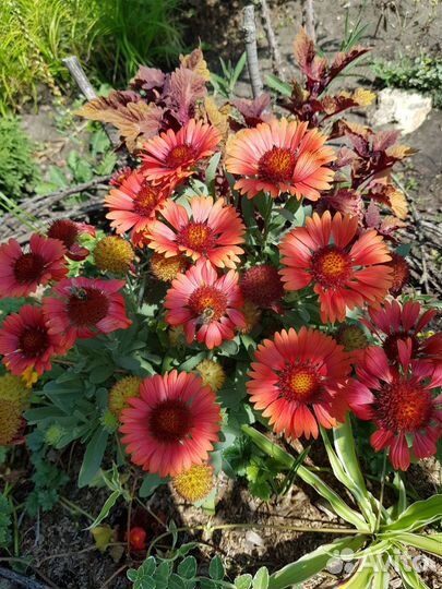 Растения и кустарники