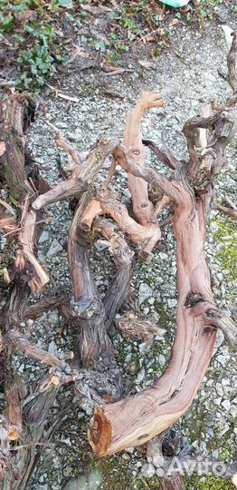 Лоза виноградная для террариума, дизайн. Опт