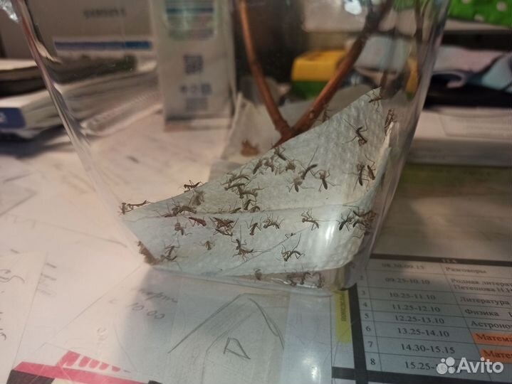 Нимфы Богомолов