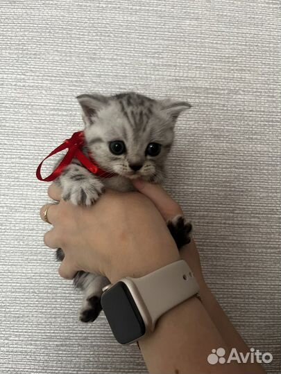 Чистокровные шотландские котята