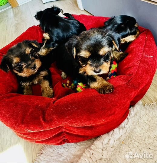 Йоркширский терьер щенки