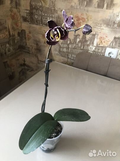 Орхидея Voodoo
