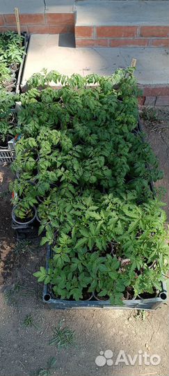 Рассада помидор и перцев