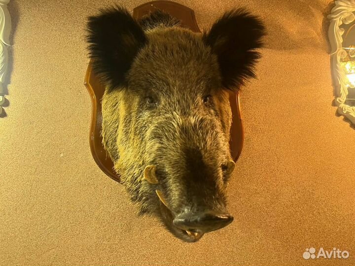 Голова кабана чучело