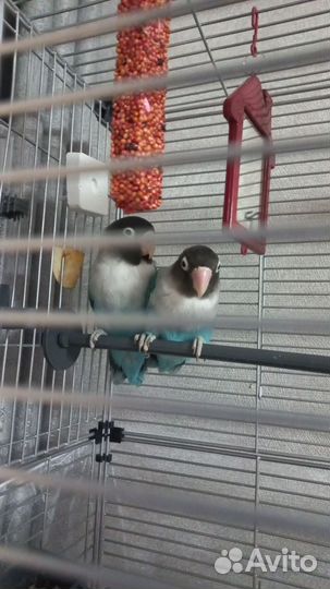 Неразлучники