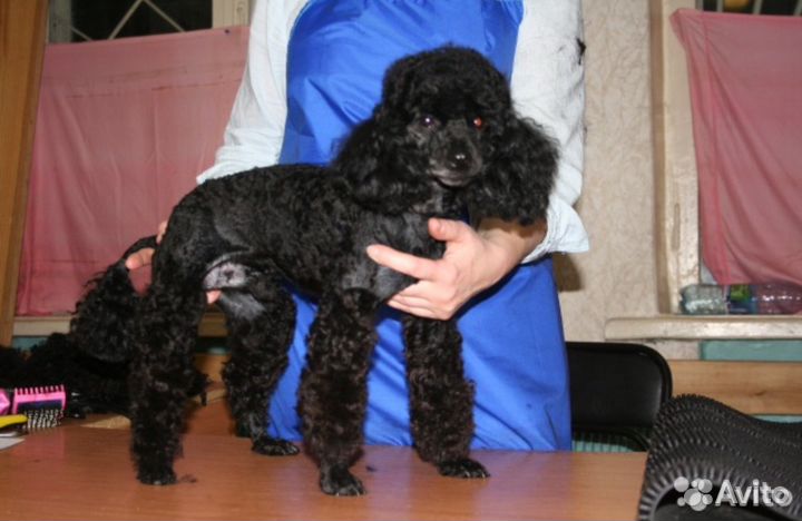 Постригу кошек и собак