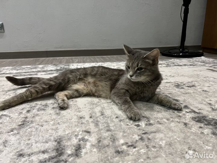 Кошка вислоухая(помесь)