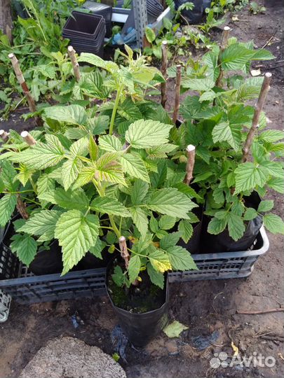 Дерево Малина