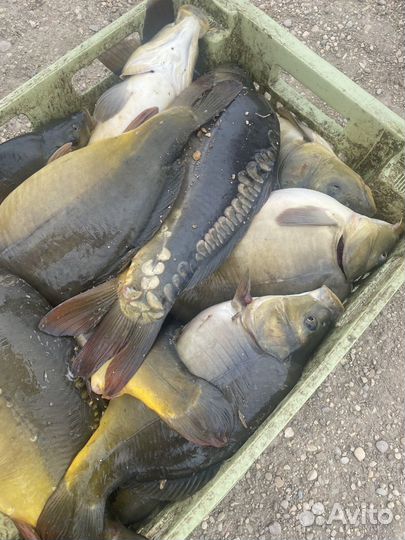 Рыба карп, амур, толстолобик