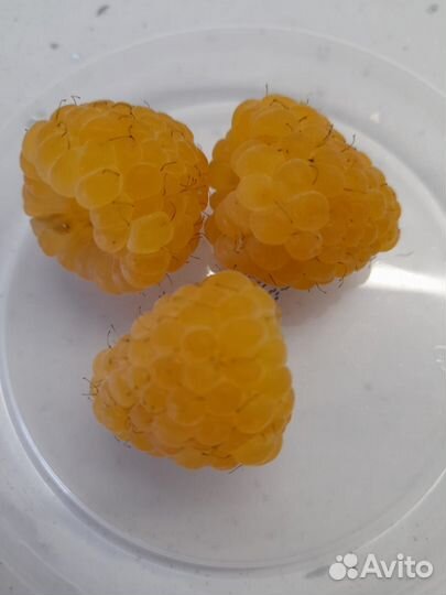 Саженцы малины и ежевики