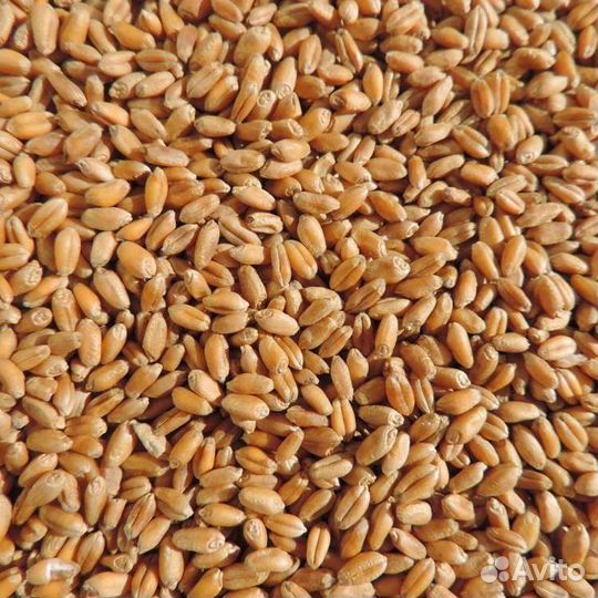 Зерно Пшеница