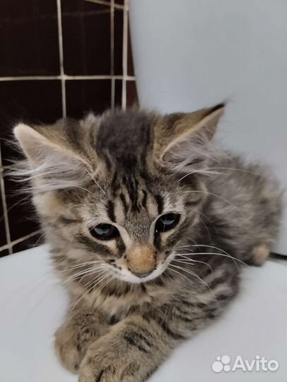 Храбрый малыш в добрые руки