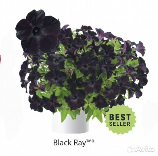 Вегетативные черенки (Европа)