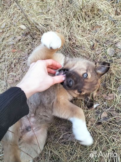 Щеночек Рик в поисках дома