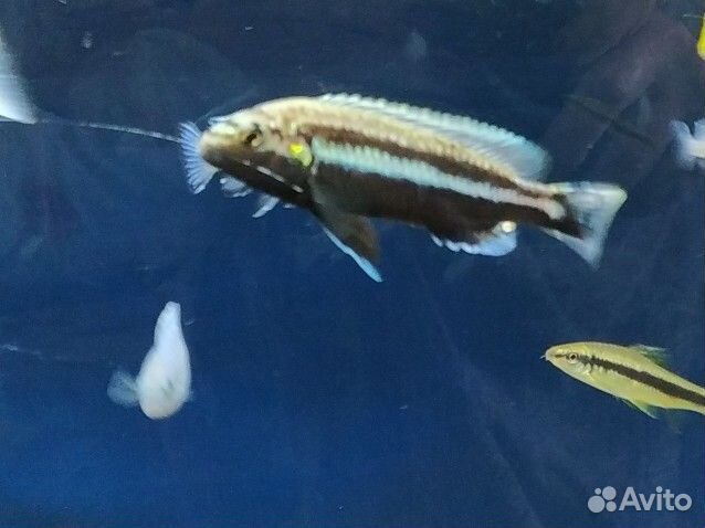 Малавийские цихлиды Меланохромиса (Ауратус)