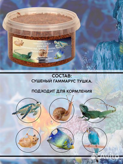 Гаммарус тушка. Вылов 2023 года