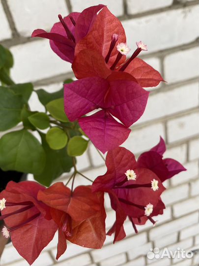 Бугенвиллия сорта Crimson Red