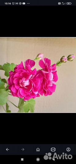 Пеларгония тесс влада, черенок - срез